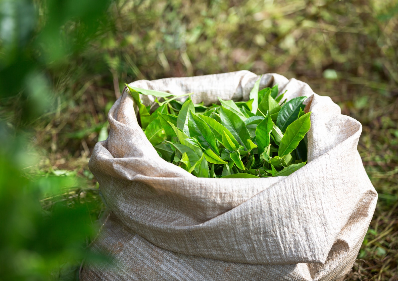 摘まれた茶葉